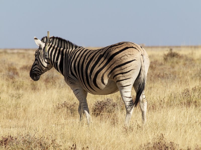 Etosha National Park, Zebra